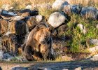 Julia Greenwood _ Roosevelt The Rescued Grizzly.jpg